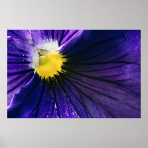 Purple pansy flower macro photograph elegant poster