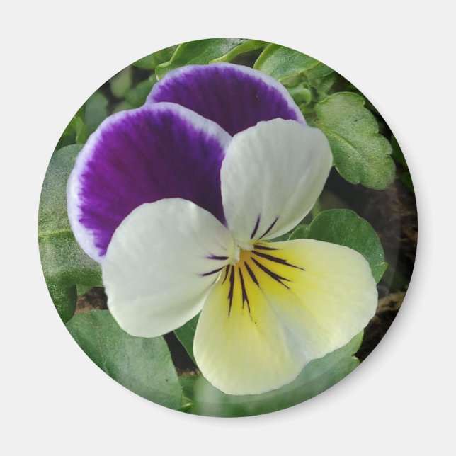 Purple pansy magnet (Front)