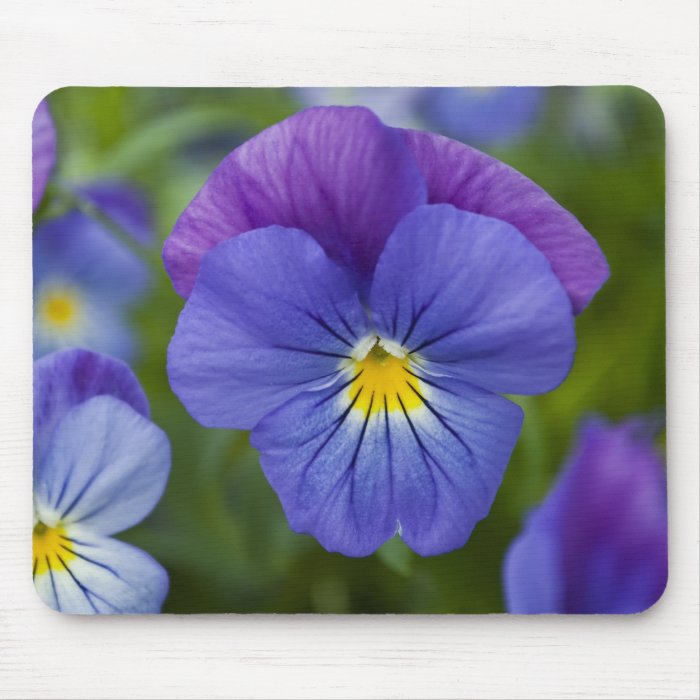 Purple Pansy Mousepad