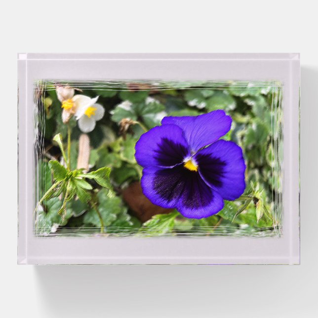 Purple pansy paperweight (Front)