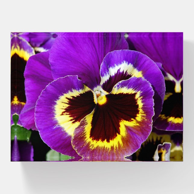 Purple pansy paperweight (Front)
