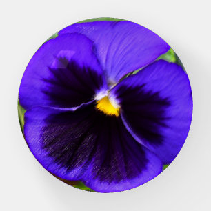 Purple pansy paperweight
