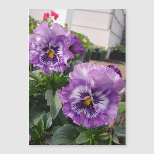 Purple Pansy Photo flowers floral Mangetic Card