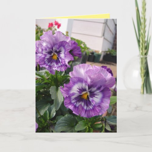 Purple Pansy Photograph flowers floral Card