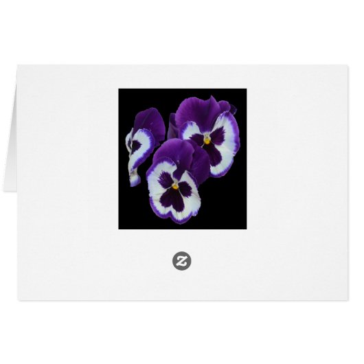 Purple_Pansy_Posy,_ (Back Horizontal)