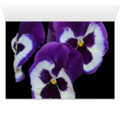 Purple_Pansy_Posy,_ (Inside Horizontal (Bottom))