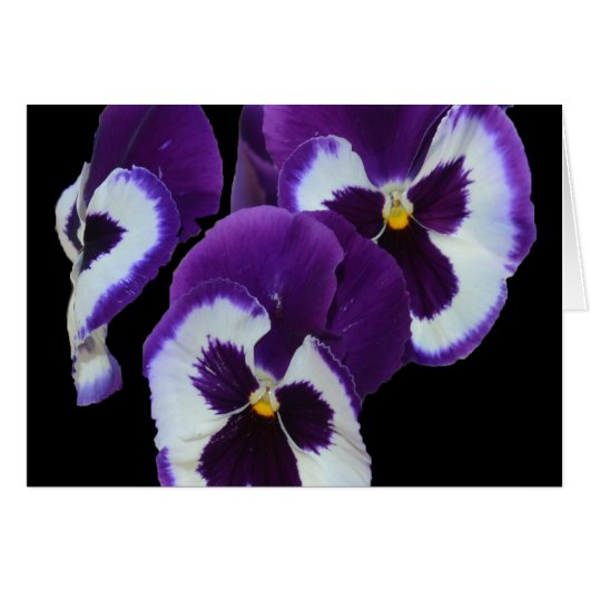 Purple_Pansy_Posy,_ (Front Horizontal)