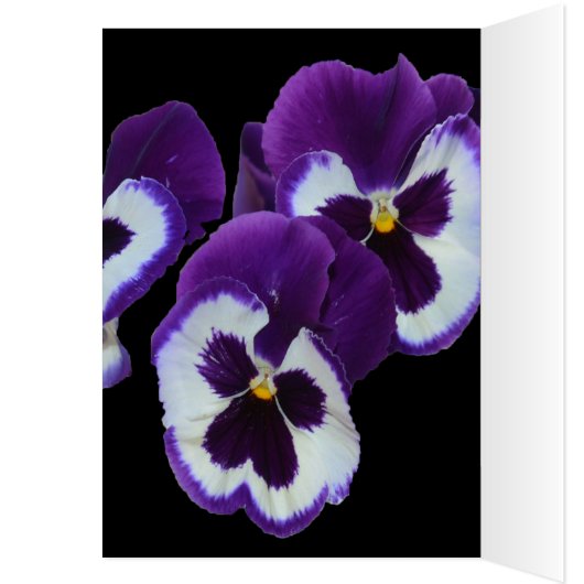 Purple Pansy Posy, (Inside (Left))