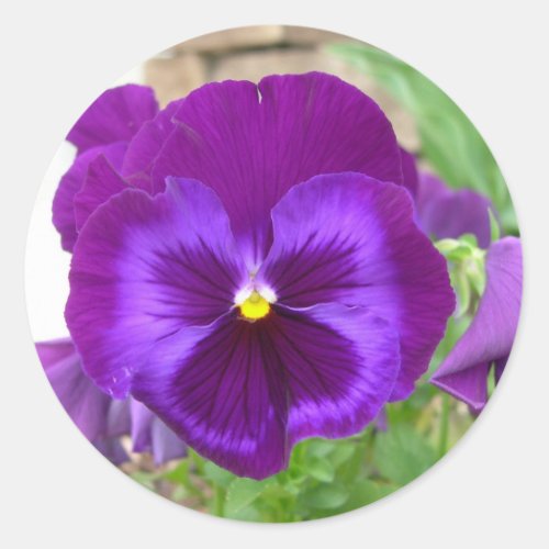 Purple Pansy Stickers