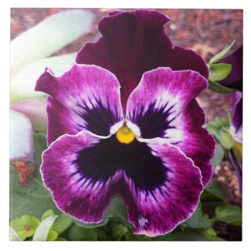 Purple Pansy Tile