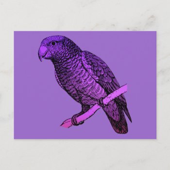 Purple Parrot Postcard by purplestuff at Zazzle