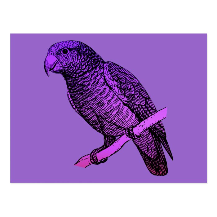 Purple Parrot Postcard