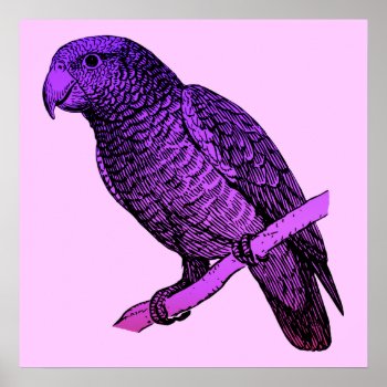 Purple Parrot Poster by purplestuff at Zazzle