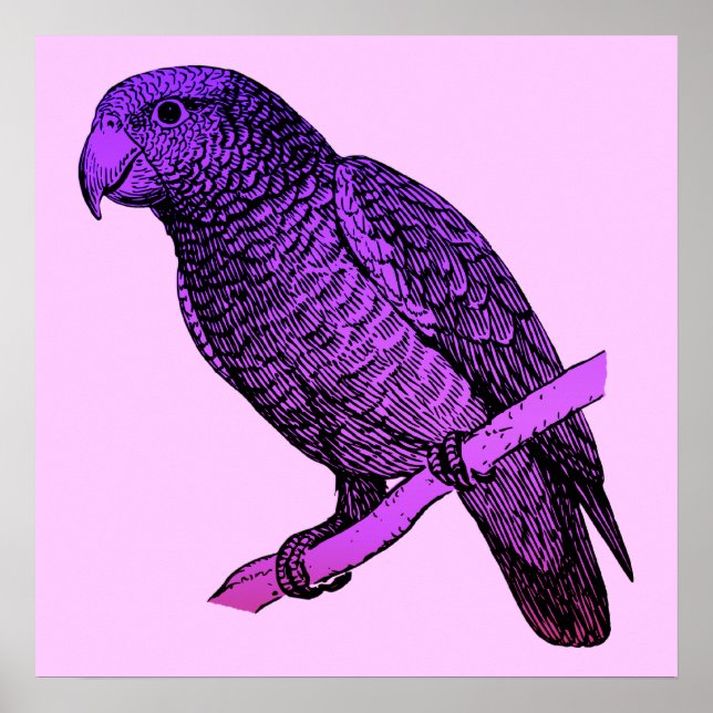 Purple Parrot Poster (Front)