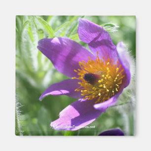 Purple Pasque Flower Photography Magnet