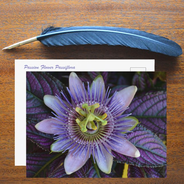 Purple Passiflora and Persian Shield Photographic Postcard (Creator Uploaded)