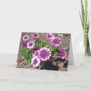 Purple Passion Birthday Card by Rinchen365flower at Zazzle