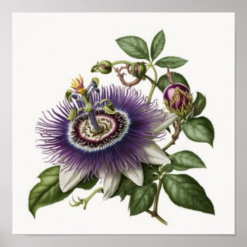 Purple Passion Flower Art Print Poster