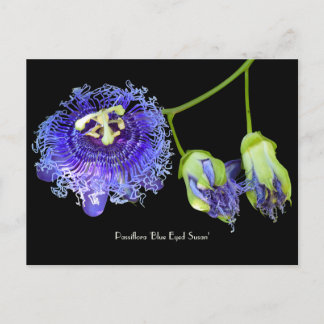 Purple Passion Flower Collectible Postcard