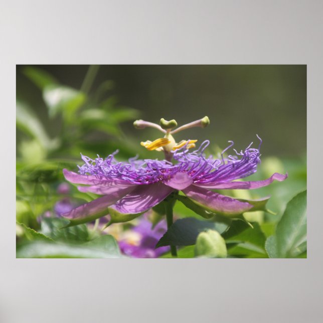 Purple Passion Flower Nature Poster (Front)