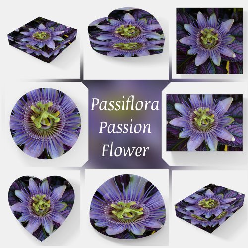 Purple Passion Flower Passiflora Botanical glass Paperweight