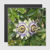 Purple Passion Flower Postcard (Front/Back)