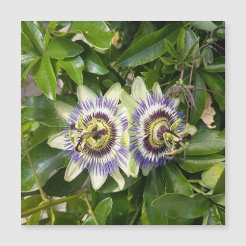 Purple Passion Flower Postcard