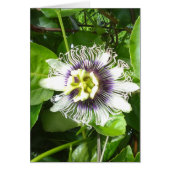 PURPLE PASSION FRUIT FLOWER (Front)