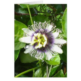 PURPLE PASSION FRUIT FLOWER CARDS
