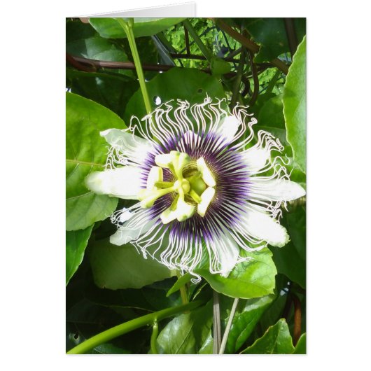 PURPLE PASSION FRUIT FLOWER CARDS (Front)