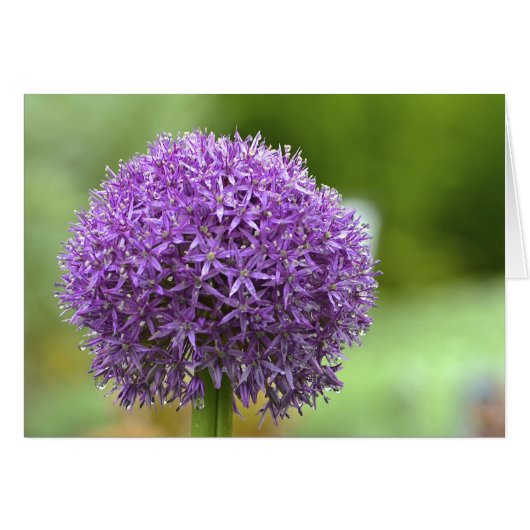 Purple Passion Notecard (Front Horizontal)