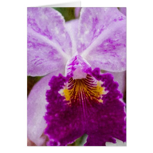 Purple Passion Orchid (Front)