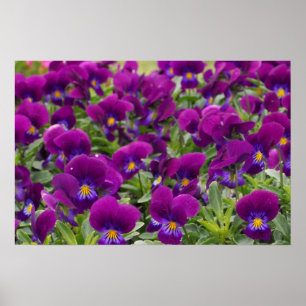 Purple Passion Poster