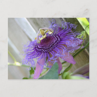 Purple Passion tropical flower blossom up close Postcard