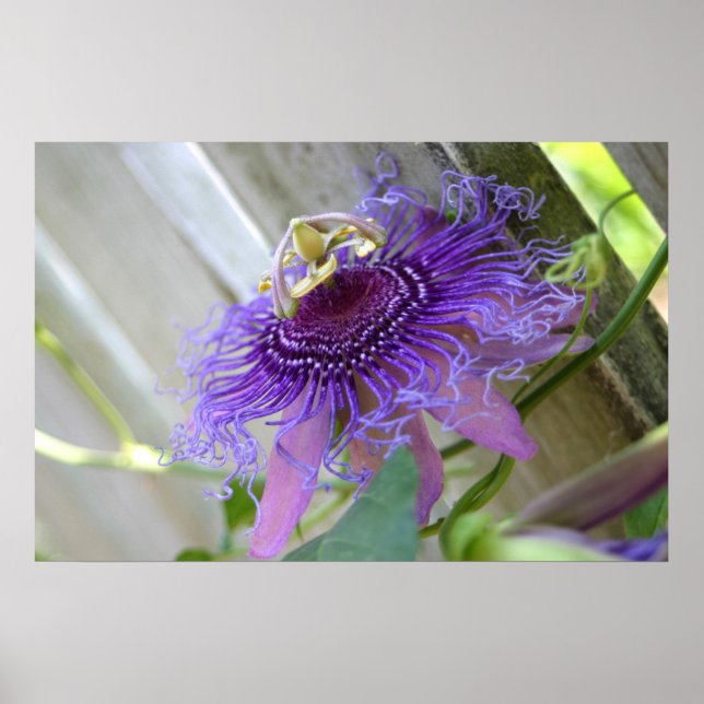 Purple Passion tropical flower blossom up close Poster (Front)