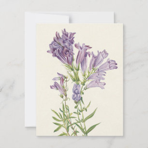 Purple Pentstemon by Mary Vaux Walcott Note Card