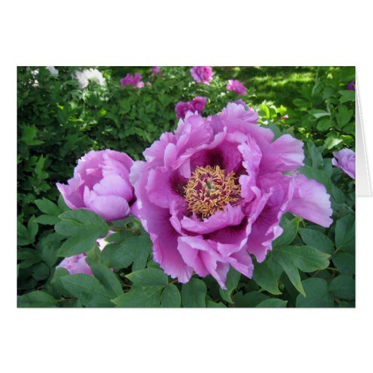 Purple Peonies Cards (Front Horizontal)