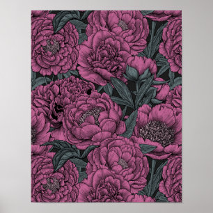 Purple peony flowers poster