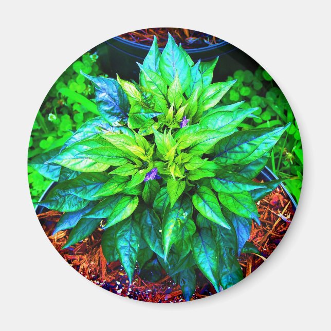 purple pequin pepper magnet (Front)