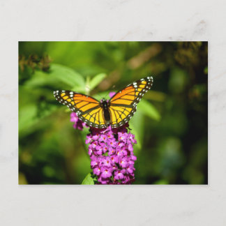 Purple Perch ( Viceroy Butterfly) Postcard