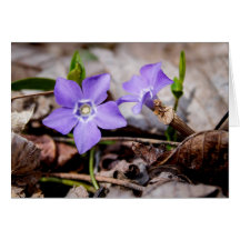Purple Periwinkle Flowers Card