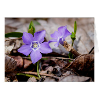 Purple Periwinkle Flowers Card