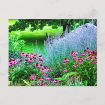 Purple Perovskia And Echinacea Postcard by minx267 at Zazzle