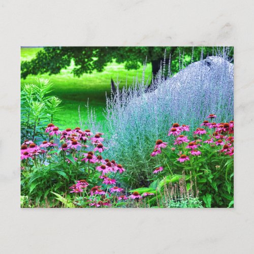 Purple Perovskia and Echinacea Postcard