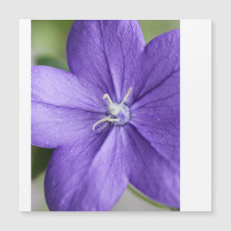 “Purple Petal Puzzle – Serenity in Every Piece”