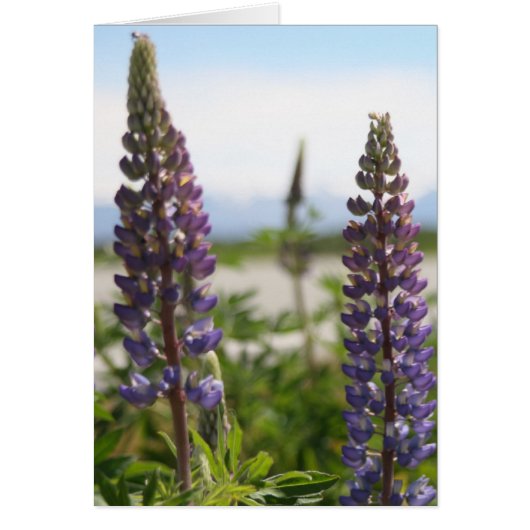 purple petals (Front)