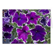 Purple Petunias (Front Horizontal)