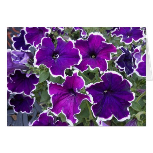 Purple Petunias Cards (Front Horizontal)