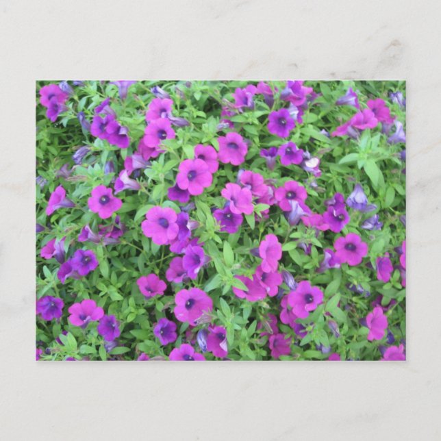 Purple Petunias Postcard (Front)
