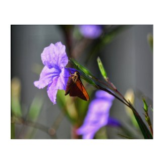 Purple Petunias Skipper BuButterfly Photographi